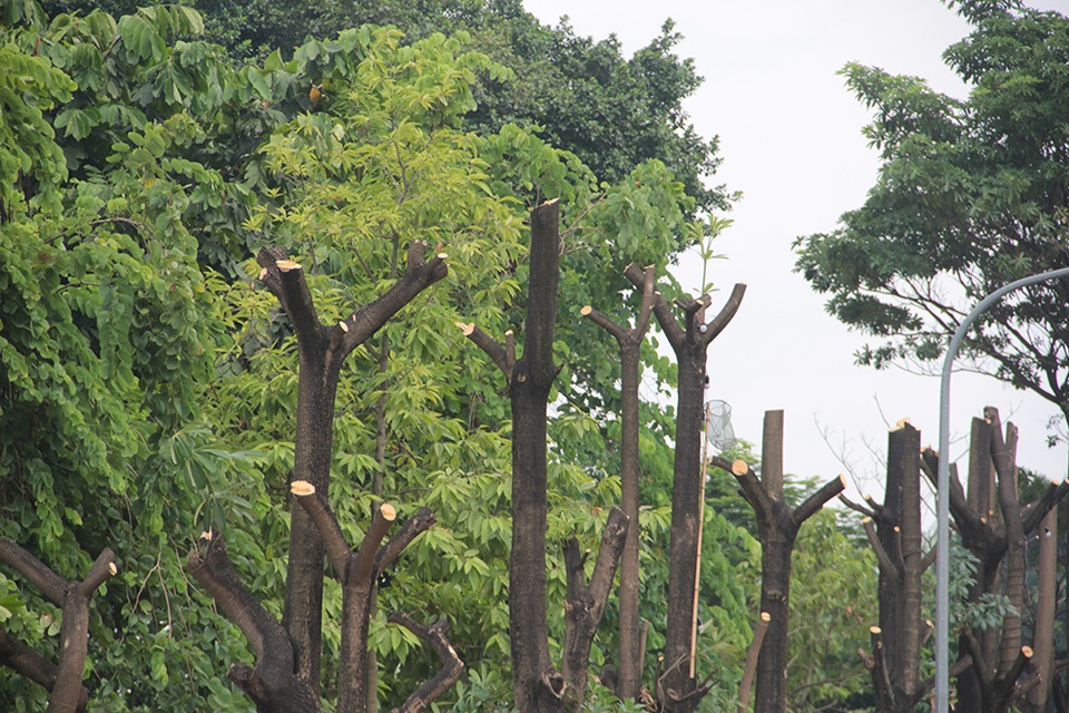 Hà Nội: Hàng cây hoa sữa trên phố Trích Sài bị đánh chuyển - 3 Hà Nội: Hàng cây hoa sữa trên phố Trích Sài bị đánh chuyển - 3
