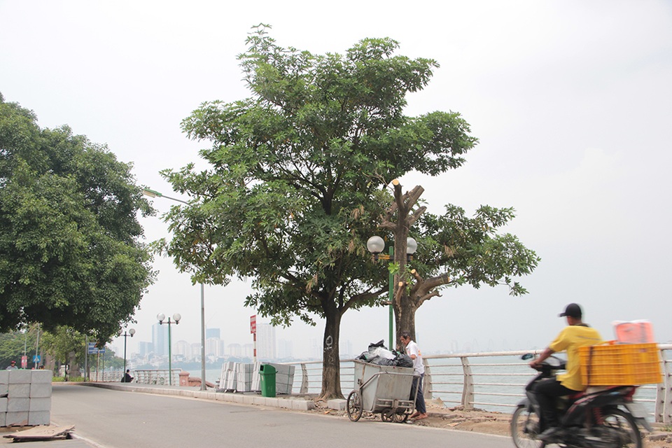 Hà Nội: Hàng cây hoa sữa trên phố Trích Sài bị đánh chuyển - 6 Hà Nội: Hàng cây hoa sữa trên phố Trích Sài bị đánh chuyển - 6