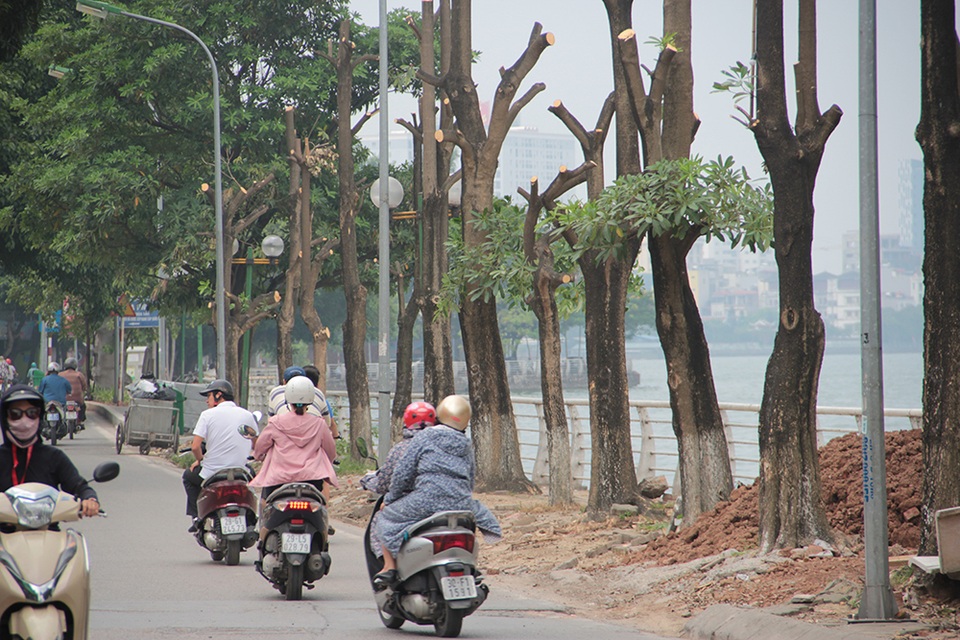 Hà Nội: Hàng cây hoa sữa trên phố Trích Sài bị đánh chuyển - 2 Hà Nội: Hàng cây hoa sữa trên phố Trích Sài bị đánh chuyển - 2