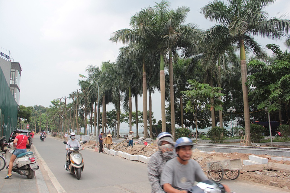 Hà Nội: Hàng cây hoa sữa trên phố Trích Sài bị đánh chuyển - 9 Hà Nội: Hàng cây hoa sữa trên phố Trích Sài bị đánh chuyển - 9