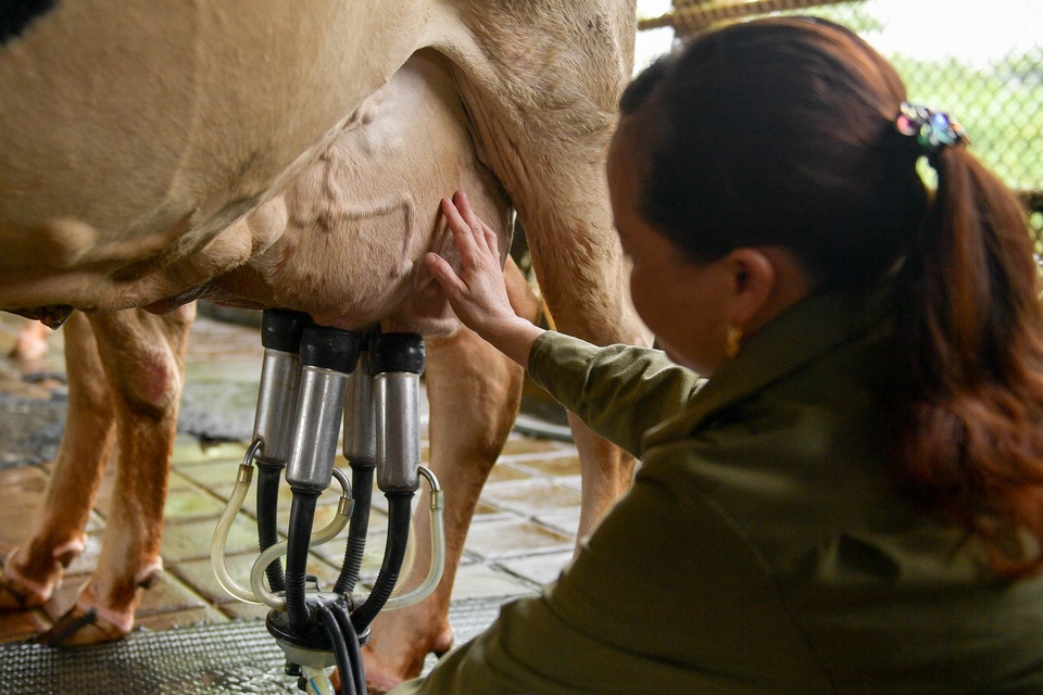 Nông dân Vĩnh Phúc vắt sữa bò kiếm tiền tỷ mỗi năm  - 11