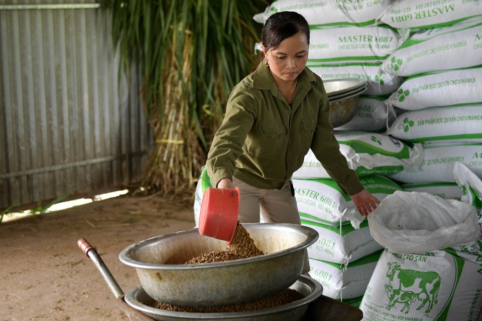 Nông dân Vĩnh Phúc vắt sữa bò kiếm tiền tỷ mỗi năm  - 2