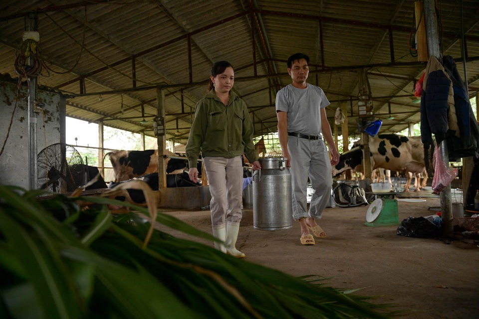 Nông dân Vĩnh Phúc vắt sữa bò kiếm tiền tỷ mỗi năm  - 13