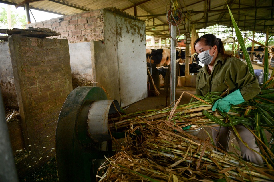 Nông dân Vĩnh Phúc vắt sữa bò kiếm tiền tỷ mỗi năm  - 6