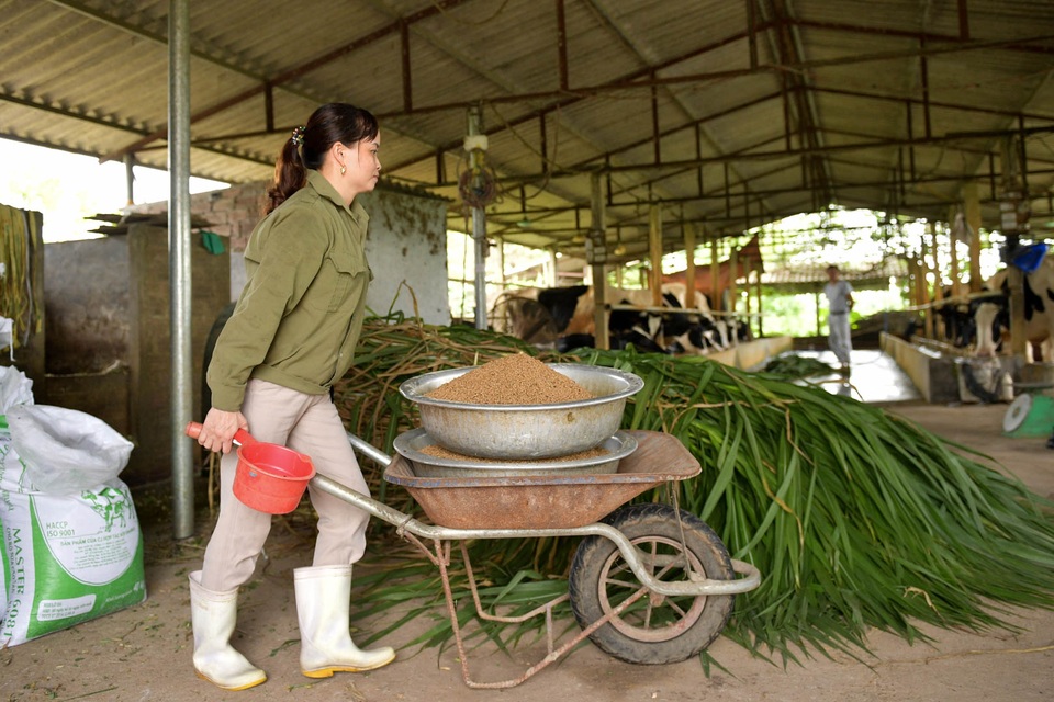 Nông dân Vĩnh Phúc vắt sữa bò kiếm tiền tỷ mỗi năm  - 5