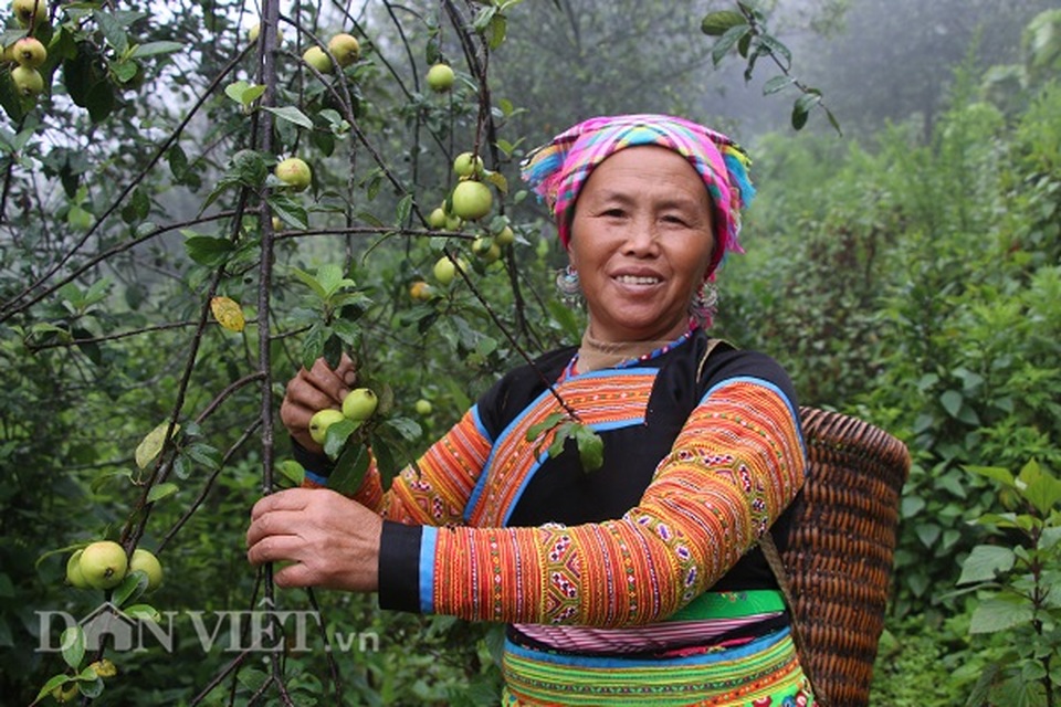 Tỷ phú người Mông làm giàu nhờ giống táo bé tí trên rẻo cao mây mù - 1 Tỷ phú người Mông làm giàu nhờ giống táo bé tí trên rẻo cao mây mù - 1