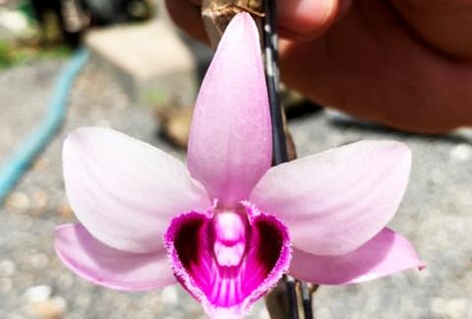 Giả hạc Ma Bó đột biến 5 tỷ đồng: Thương vụ lố bịch? - 2 Giả hạc Ma Bó đột biến 5 tỷ đồng: Thương vụ lố bịch? - 2