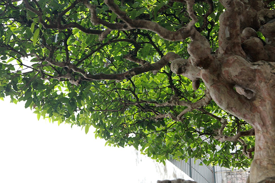 Mê tít bằng lăng hình nấm khổng lồ giá hàng tỷ đồng của đại gia Phú Thọ - 11 Mê tít bằng lăng hình nấm khổng lồ giá hàng tỷ đồng của đại gia Phú Thọ - 11