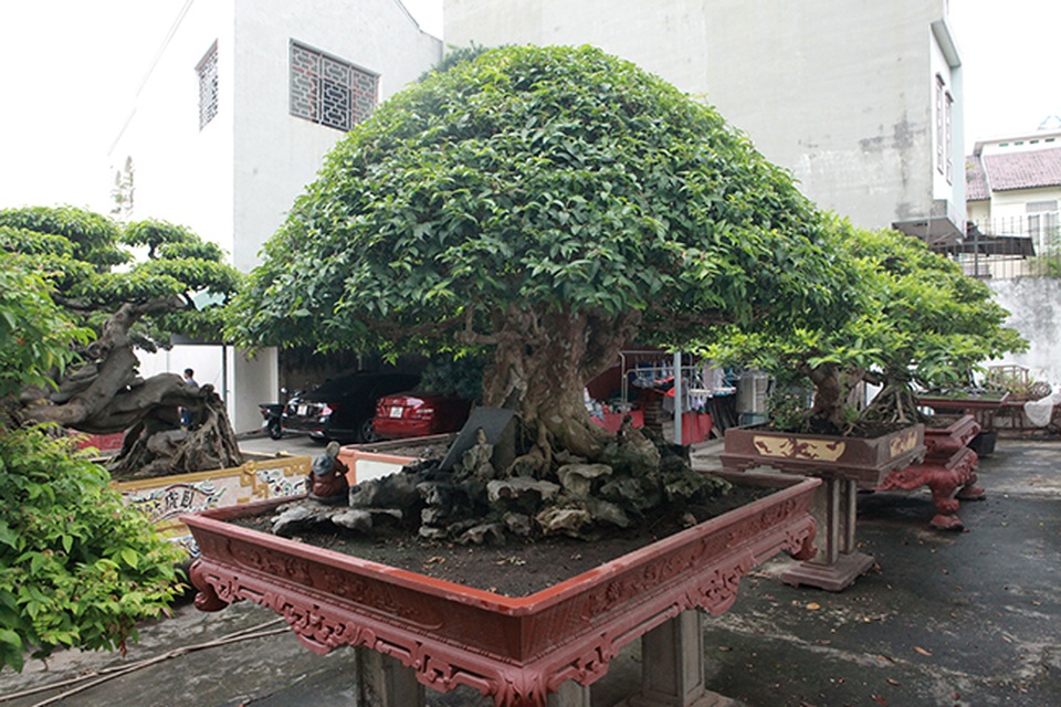 Mê tít bằng lăng hình nấm khổng lồ giá hàng tỷ đồng của đại gia Phú Thọ - 14 Mê tít bằng lăng hình nấm khổng lồ giá hàng tỷ đồng của đại gia Phú Thọ - 14