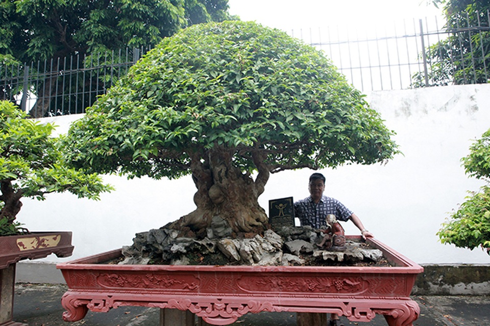 Mê tít bằng lăng hình nấm khổng lồ giá hàng tỷ đồng của đại gia Phú Thọ - 2 Mê tít bằng lăng hình nấm khổng lồ giá hàng tỷ đồng của đại gia Phú Thọ - 2