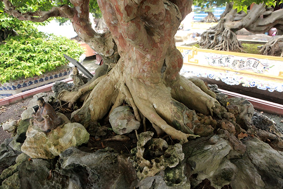 Mê tít bằng lăng hình nấm khổng lồ giá hàng tỷ đồng của đại gia Phú Thọ - 5 Mê tít bằng lăng hình nấm khổng lồ giá hàng tỷ đồng của đại gia Phú Thọ - 5