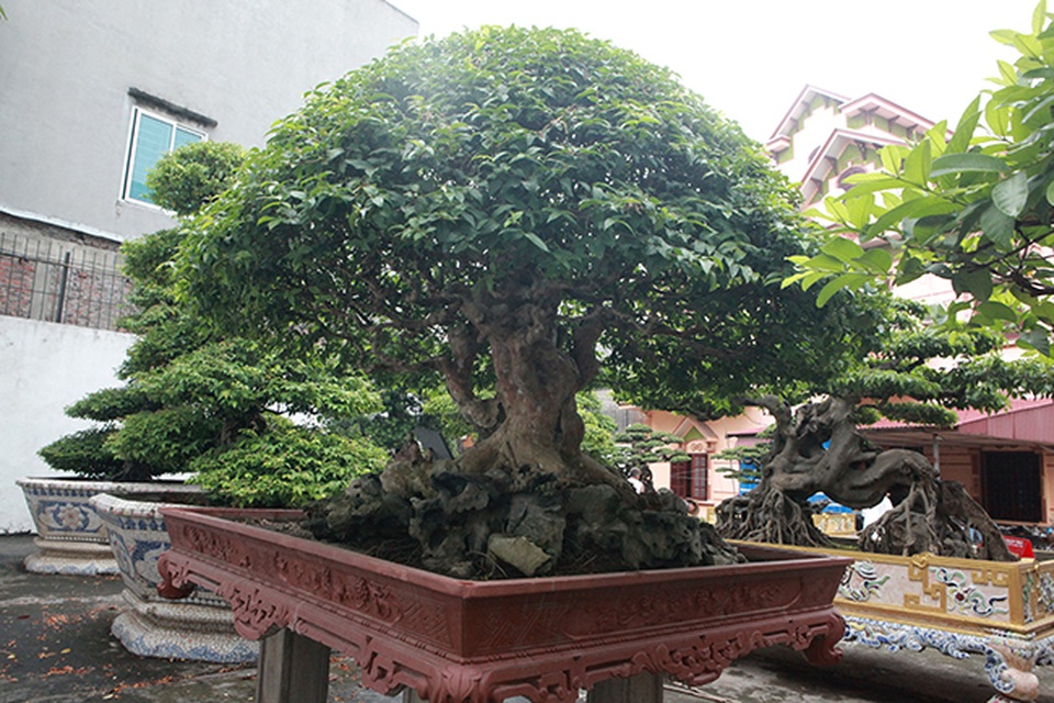 Mê tít bằng lăng hình nấm khổng lồ giá hàng tỷ đồng của đại gia Phú Thọ - 7 Mê tít bằng lăng hình nấm khổng lồ giá hàng tỷ đồng của đại gia Phú Thọ - 7