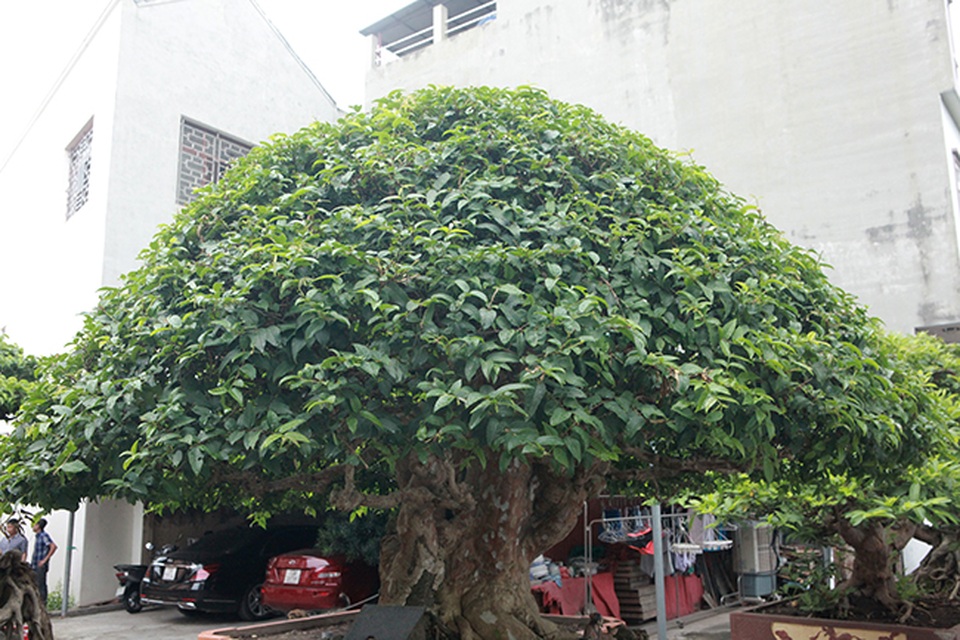 Mê tít bằng lăng hình nấm khổng lồ giá hàng tỷ đồng của đại gia Phú Thọ - 9 Mê tít bằng lăng hình nấm khổng lồ giá hàng tỷ đồng của đại gia Phú Thọ - 9