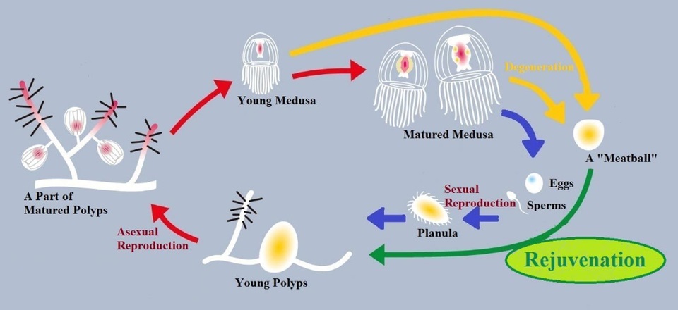 Sinh vật kỳ lạ duy nhất trên Trái đất có khả năng bất tử - 2