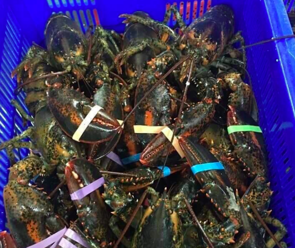 Tôm hùm Alaska về Việt Nam 170 ngàn đồng/kg, rẻ giật mình như tôm ngoài chợ - 1 Tôm hùm Alaska về Việt Nam 170 ngàn đồng/kg, rẻ giật mình như tôm ngoài chợ - 1