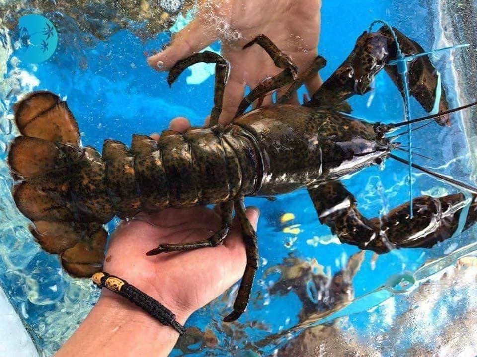 Tôm hùm Alaska về Việt Nam 170 ngàn đồng/kg, rẻ giật mình như tôm ngoài chợ - 2 Tôm hùm Alaska về Việt Nam 170 ngàn đồng/kg, rẻ giật mình như tôm ngoài chợ - 2