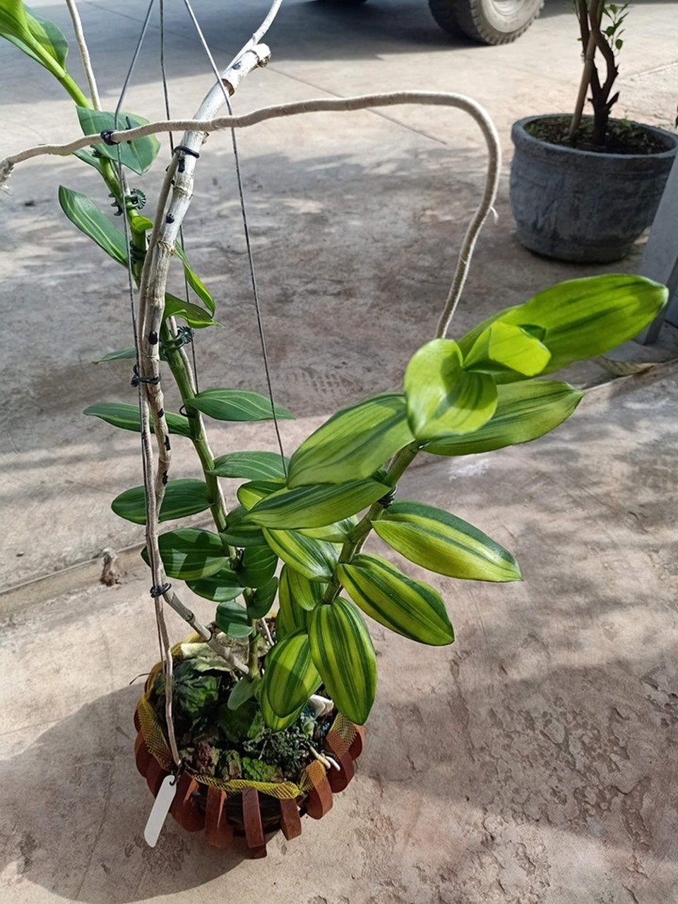 Tiết lộ “sốc” đằng sau những thương vụ mua bán giò lan bạc tỷ, gây xôn xao dư luận - 2 Tiết lộ “sốc” đằng sau những thương vụ mua bán giò lan bạc tỷ, gây xôn xao dư luận - 2