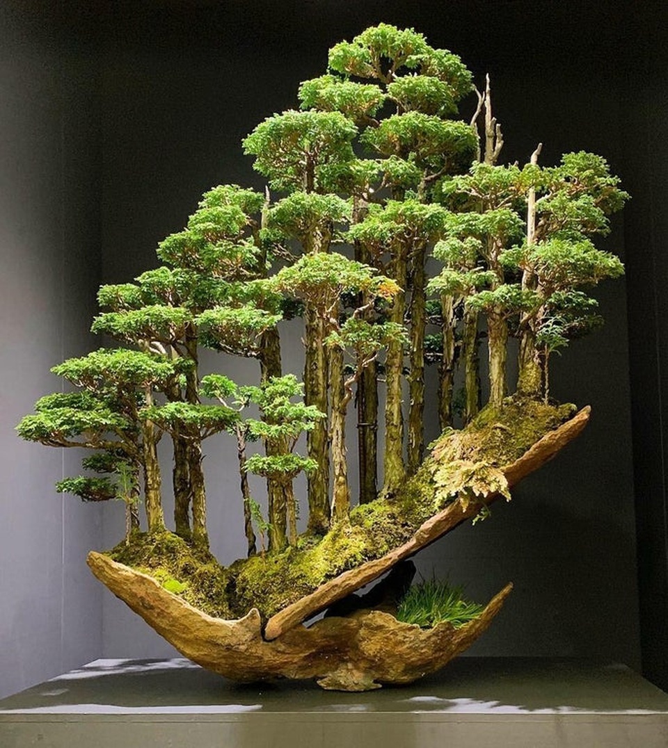 Kích thước nhỏ, tại sao Bonsai luôn dẫn đầu về giá trong thế giới cây cảnh? - 5 Kích thước nhỏ, tại sao Bonsai luôn dẫn đầu về giá trong thế giới cây cảnh? - 5