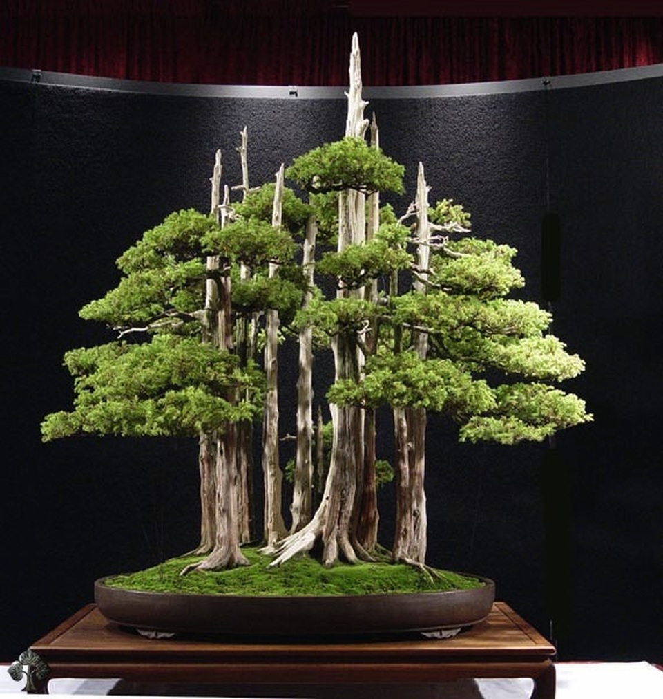 Kích thước nhỏ, tại sao Bonsai luôn dẫn đầu về giá trong thế giới cây cảnh? - 2 Kích thước nhỏ, tại sao Bonsai luôn dẫn đầu về giá trong thế giới cây cảnh? - 2