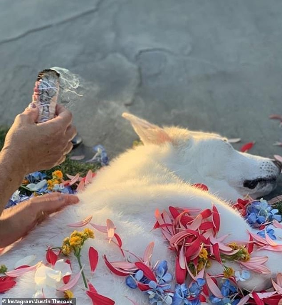 Jennifer Aniston và chồng cũ tái ngộ vì cún cưng - 3 Jennifer Aniston và chồng cũ tái ngộ vì cún cưng - 3