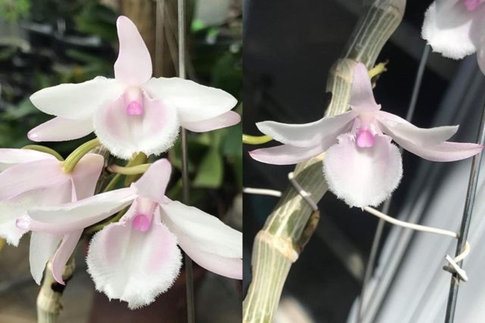 Tiết lộ “sốc” đằng sau những thương vụ mua bán giò lan bạc tỷ, gây xôn xao dư luận - 5 Tiết lộ “sốc” đằng sau những thương vụ mua bán giò lan bạc tỷ, gây xôn xao dư luận - 5