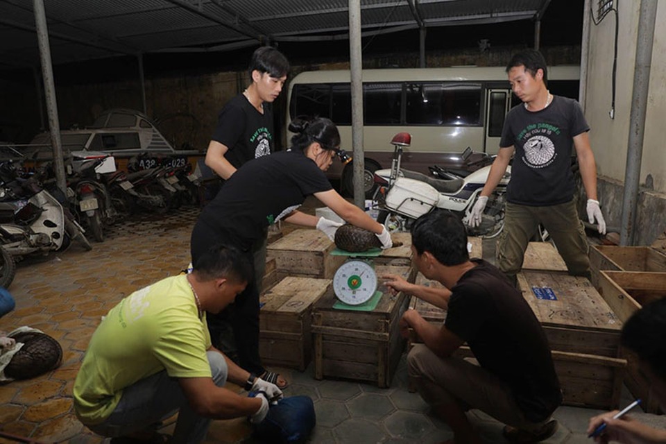 Bắt 30 con tê tê “đi” xe khách từ Lào về Việt Nam - 1 Bắt 30 con tê tê “đi” xe khách từ Lào về Việt Nam - 1
