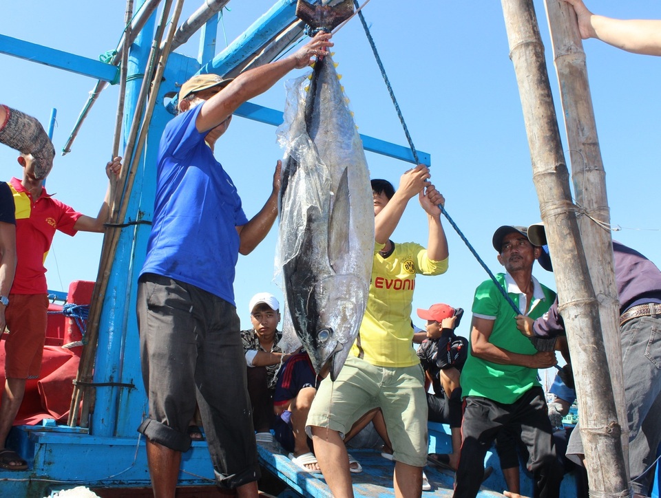 Phú Yên: 145 tàu cá nằm bờ giữa mùa cá ngừ vì ...chiều dài dưới 15 m - 4 Phú Yên: 145 tàu cá nằm bờ giữa mùa cá ngừ vì ...chiều dài dưới 15 m - 4