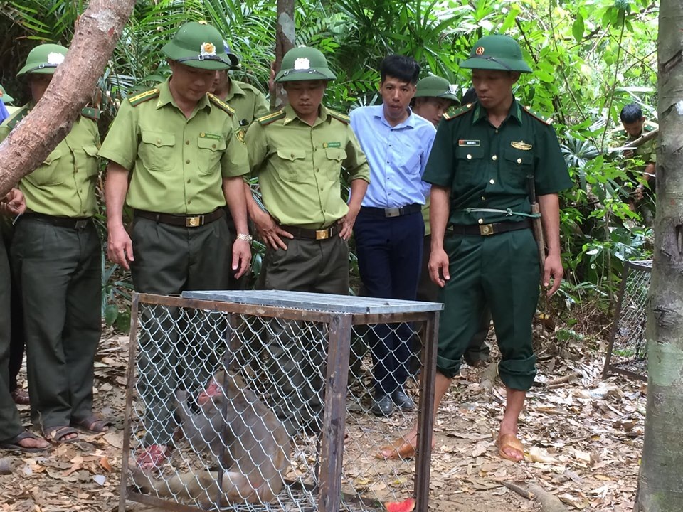 Thả 12 cá thể khỉ nguy cấp quý hiếm về với tự nhiên - 1 Thả 12 cá thể khỉ nguy cấp quý hiếm về với tự nhiên - 1