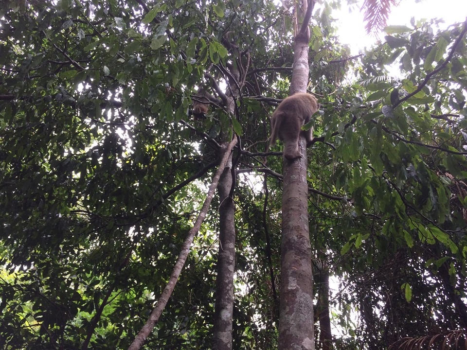 Thả 12 cá thể khỉ nguy cấp quý hiếm về với tự nhiên - 2 Thả 12 cá thể khỉ nguy cấp quý hiếm về với tự nhiên - 2