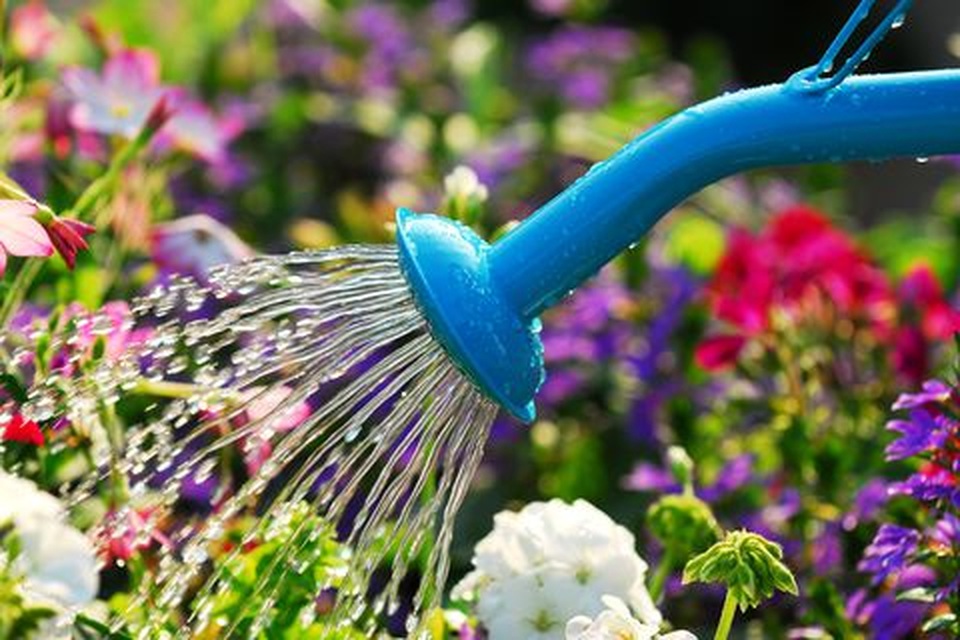 Bí quyết chăm sóc cây cảnh để vườn nhà luôn xanh mướt bất chấp nắng nóng - 4 Bí quyết chăm sóc cây cảnh để vườn nhà luôn xanh mướt bất chấp nắng nóng - 4