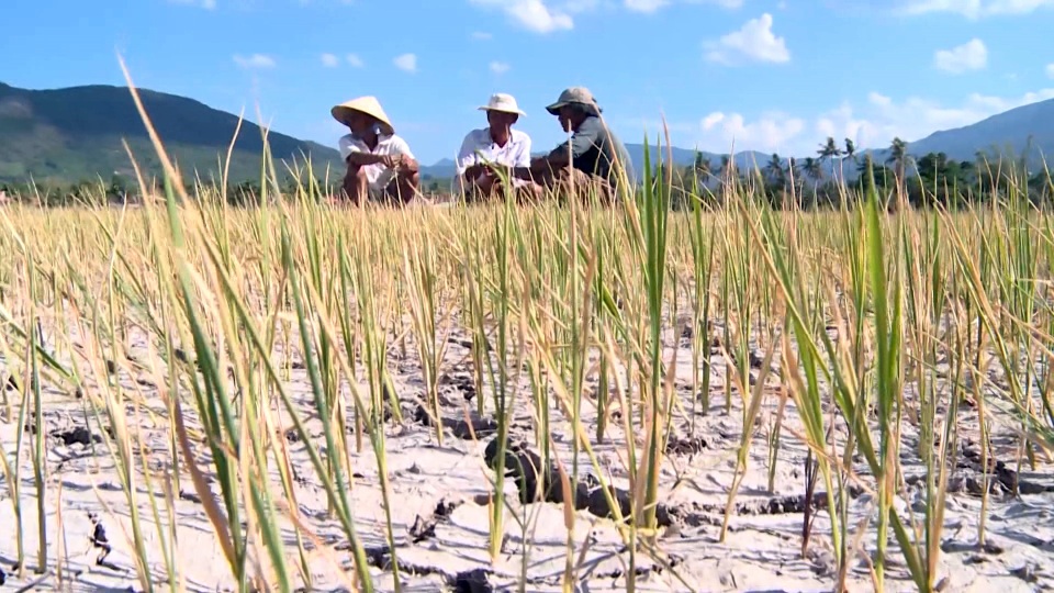 Đại hạn, đồng ruộng nứt nẻ cháy khô, hàng ngàn ha lúa mất trắng - 2 Đại hạn, đồng ruộng nứt nẻ cháy khô, hàng ngàn ha lúa mất trắng - 2