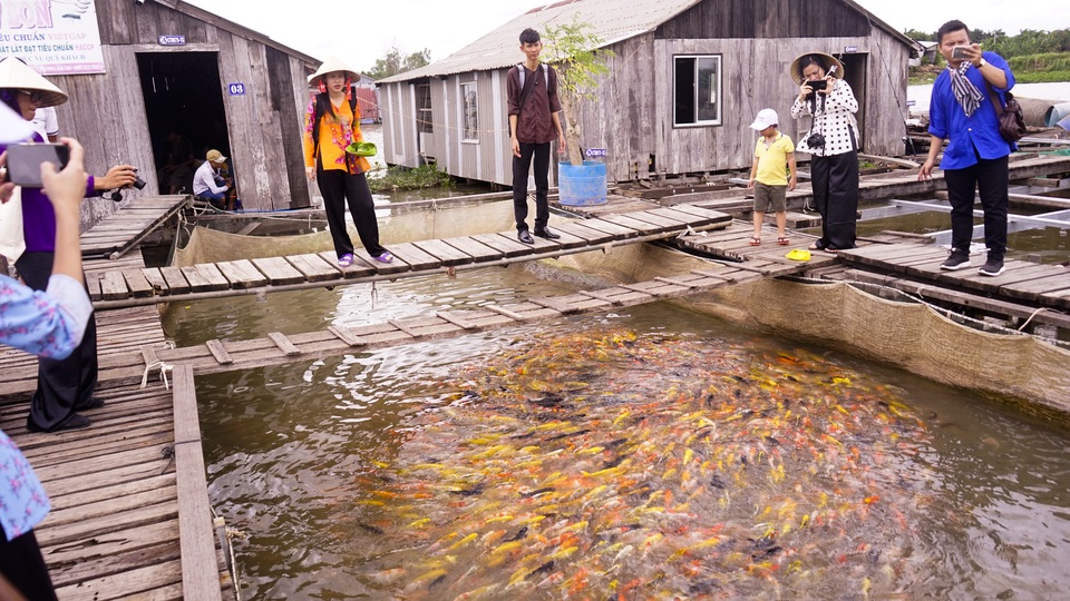Đàn cá lóc biết “nhảy múa” trên mặt nước ở Cần Thơ, thu về 70 triệu mỗi tháng - 7 Đàn cá lóc biết “nhảy múa” trên mặt nước ở Cần Thơ, thu về 70 triệu mỗi tháng - 7