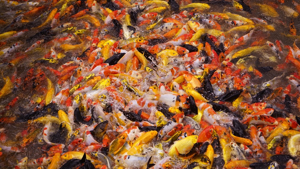 Đàn cá lóc biết “nhảy múa” trên mặt nước ở Cần Thơ, thu về 70 triệu mỗi tháng - 8 Đàn cá lóc biết “nhảy múa” trên mặt nước ở Cần Thơ, thu về 70 triệu mỗi tháng - 8