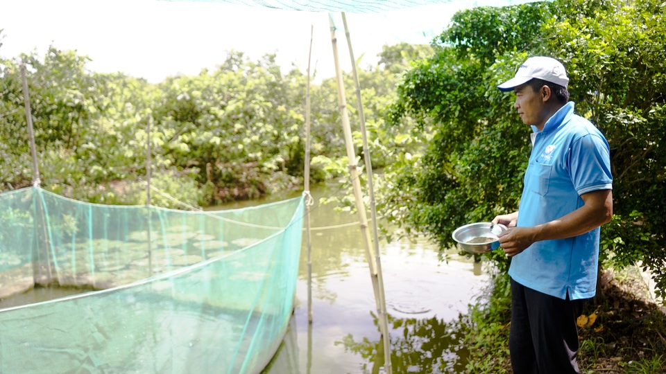 Đàn cá lóc biết “nhảy múa” trên mặt nước ở Cần Thơ, thu về 70 triệu mỗi tháng - 4 Đàn cá lóc biết “nhảy múa” trên mặt nước ở Cần Thơ, thu về 70 triệu mỗi tháng - 4