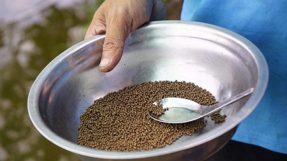 Đàn cá lóc biết “nhảy múa” trên mặt nước ở Cần Thơ, thu về 70 triệu mỗi tháng - 5 Đàn cá lóc biết “nhảy múa” trên mặt nước ở Cần Thơ, thu về 70 triệu mỗi tháng - 5