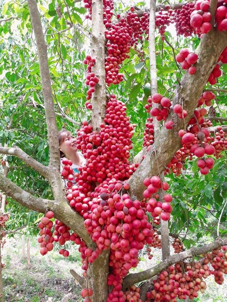 Khám phá làng cổ Hội An ở miền núi Quảng Nam Khám phá làng cổ Hội An ở miền núi Quảng Nam