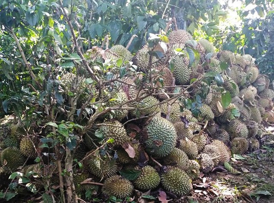 Hàng tấn sầu riêng rụng trái do ảnh hưởng bão số 3 - 1 Hàng tấn sầu riêng rụng trái do ảnh hưởng bão số 3 - 1