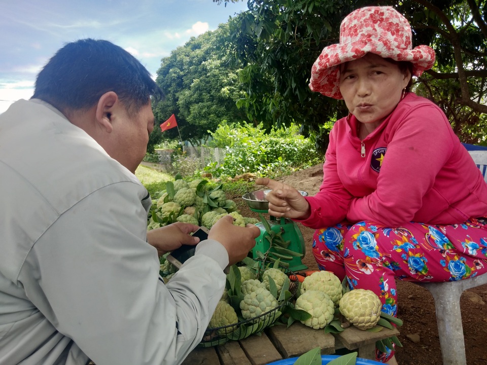 Lão nông “thoát nghèo” thu lãi lớn từ cây na trên vùng sỏi đá - 3 Lão nông “thoát nghèo” thu lãi lớn từ cây na trên vùng sỏi đá - 3