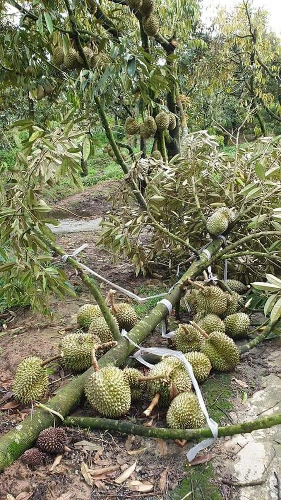 Mưa bão quật rụng cả trăm tấn sầu riêng của người dân - 1 Mưa bão quật rụng cả trăm tấn sầu riêng của người dân - 1