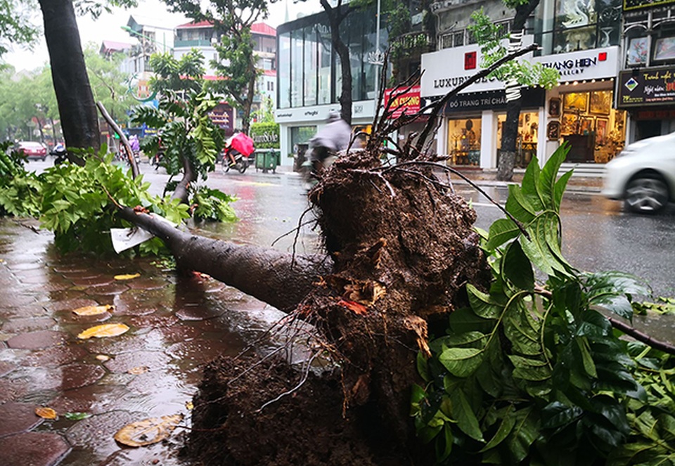 Hà Nội mưa liên tục sau bão, cây xanh gãy đổ ở nhiều nơi - 5 Hà Nội mưa liên tục sau bão, cây xanh gãy đổ ở nhiều nơi - 5