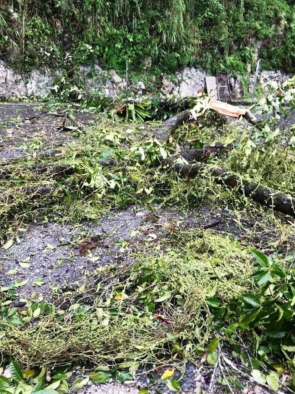 Cây đổ chắn ngang quốc lộ 6, giao thông ùn tắc nhiều giờ - 1