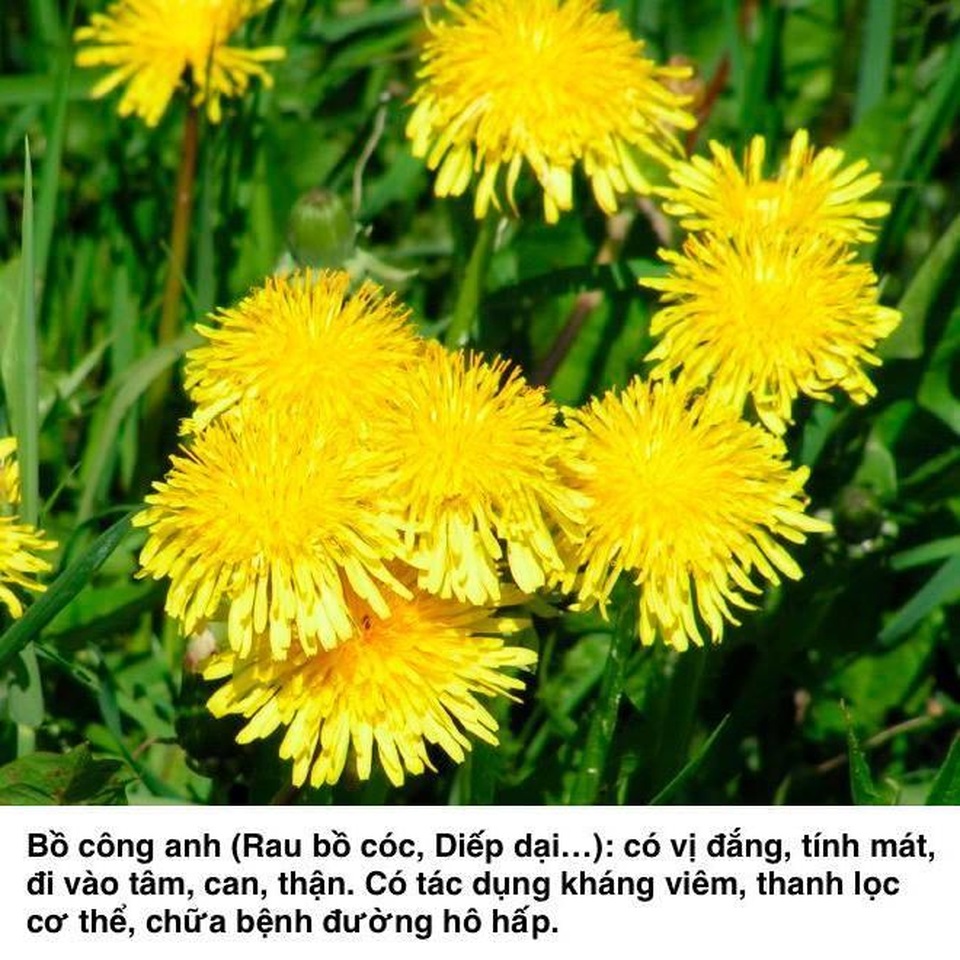 Top 5 thảo dược hỗ trợ chữa viêm họng amidan hiệu nghiệm - 3 Top 5 thảo dược hỗ trợ chữa viêm họng amidan hiệu nghiệm - 3