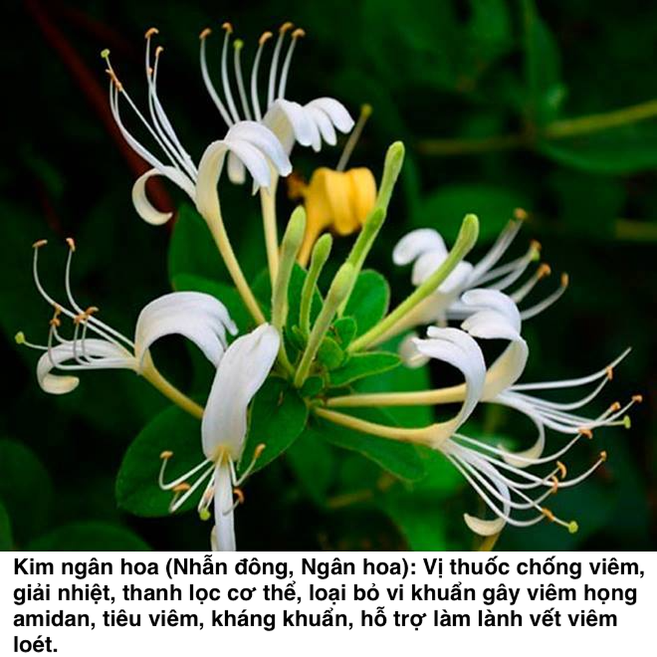 Top 5 thảo dược hỗ trợ chữa viêm họng amidan hiệu nghiệm - 4 Top 5 thảo dược hỗ trợ chữa viêm họng amidan hiệu nghiệm - 4