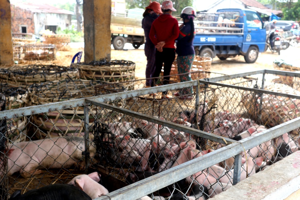 Kiểm soát chặt chẽ chợ đầu mối khi dịch tả lợn Châu Phi lan rộng - 4 Kiểm soát chặt chẽ chợ đầu mối khi dịch tả lợn Châu Phi lan rộng - 4