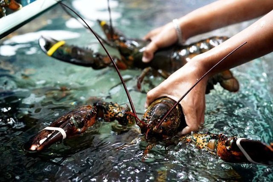 Phát hãi bánh trung thu, đồ nhậu Trung Quốc... siêu rẻ - 4 Phát hãi bánh trung thu, đồ nhậu Trung Quốc... siêu rẻ - 4