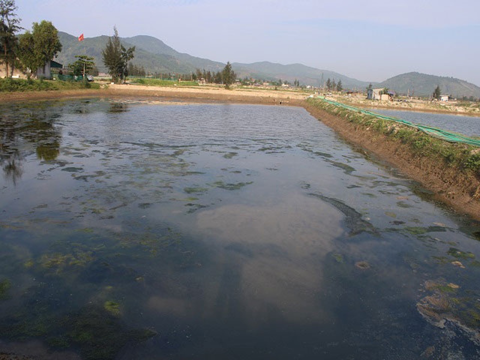 Nước mắt người nuôi ốc hương ở làng Cồn Vạn - 4 Nước mắt người nuôi ốc hương ở làng Cồn Vạn - 4