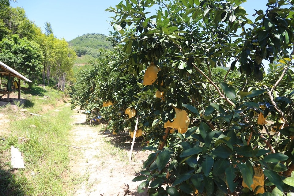 “Mặc áo” tránh nắng cho bưởi đặc sản - 9