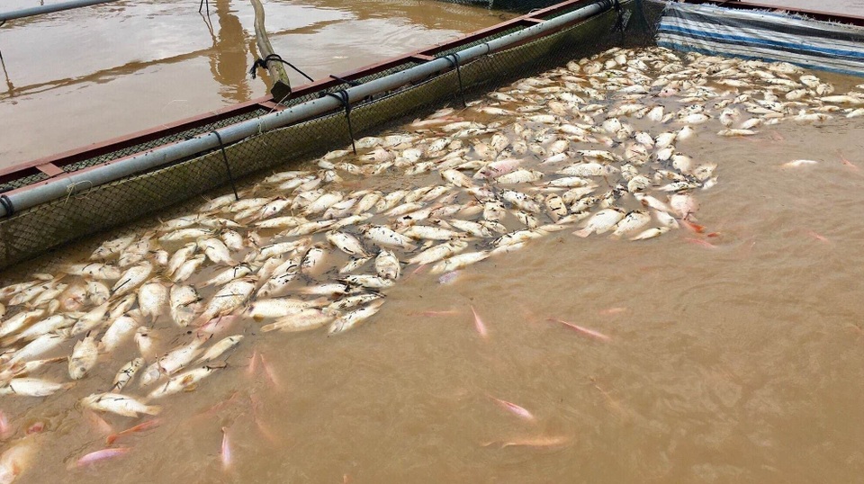 Nước lũ dâng cao, 1 người mất tích, hơn 700 hộ dân sơ tán - 4