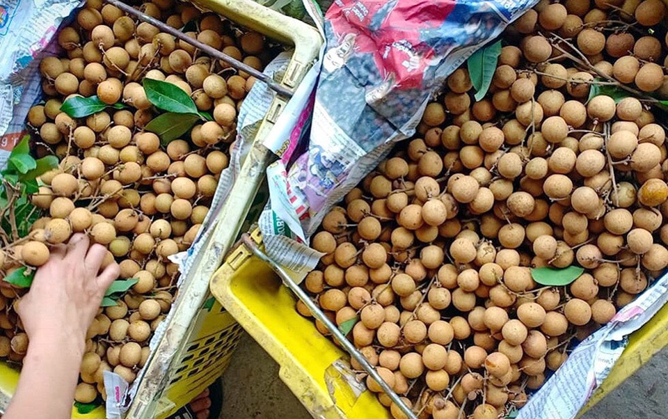 Loại quả xấu xí dần mất tích, dân sành ăn săn lùng khắp nơi - 4 Loại quả xấu xí dần mất tích, dân sành ăn săn lùng khắp nơi - 4