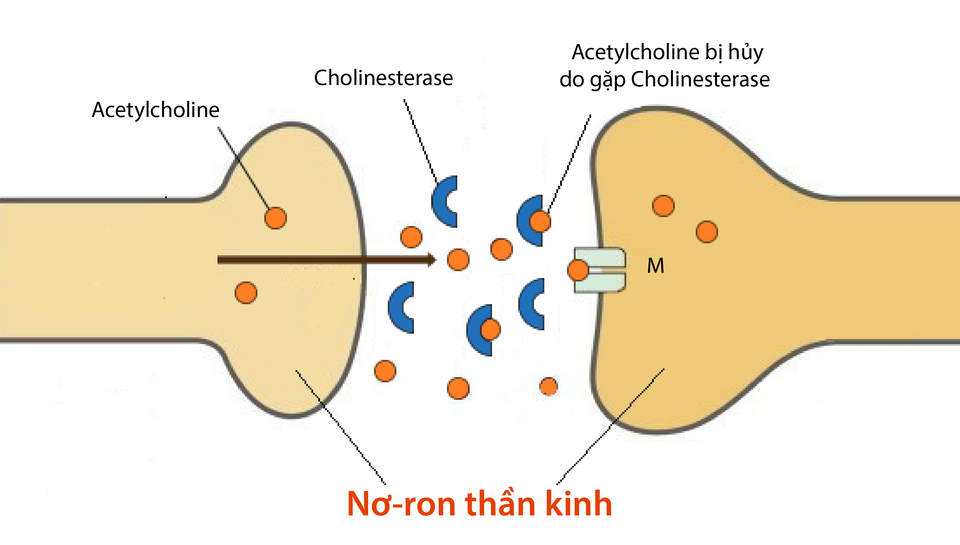 Bí kíp giúp người già lú lẫn, mất trí cải thiện trí nhớ - 2 Bí kíp giúp người già lú lẫn, mất trí cải thiện trí nhớ - 2